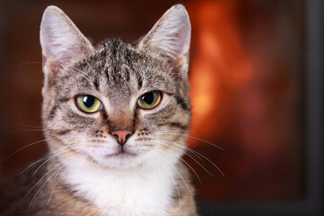Portrait of a cat on the background of the fireplace. Kitten close up. Cute cat with green eyes posing at camera. Gray-brown kitten with white fur around his neck. Care concept. Tabby. Place for text