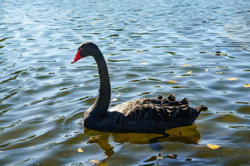 Naklejka premium Side view of single swimming black swan.