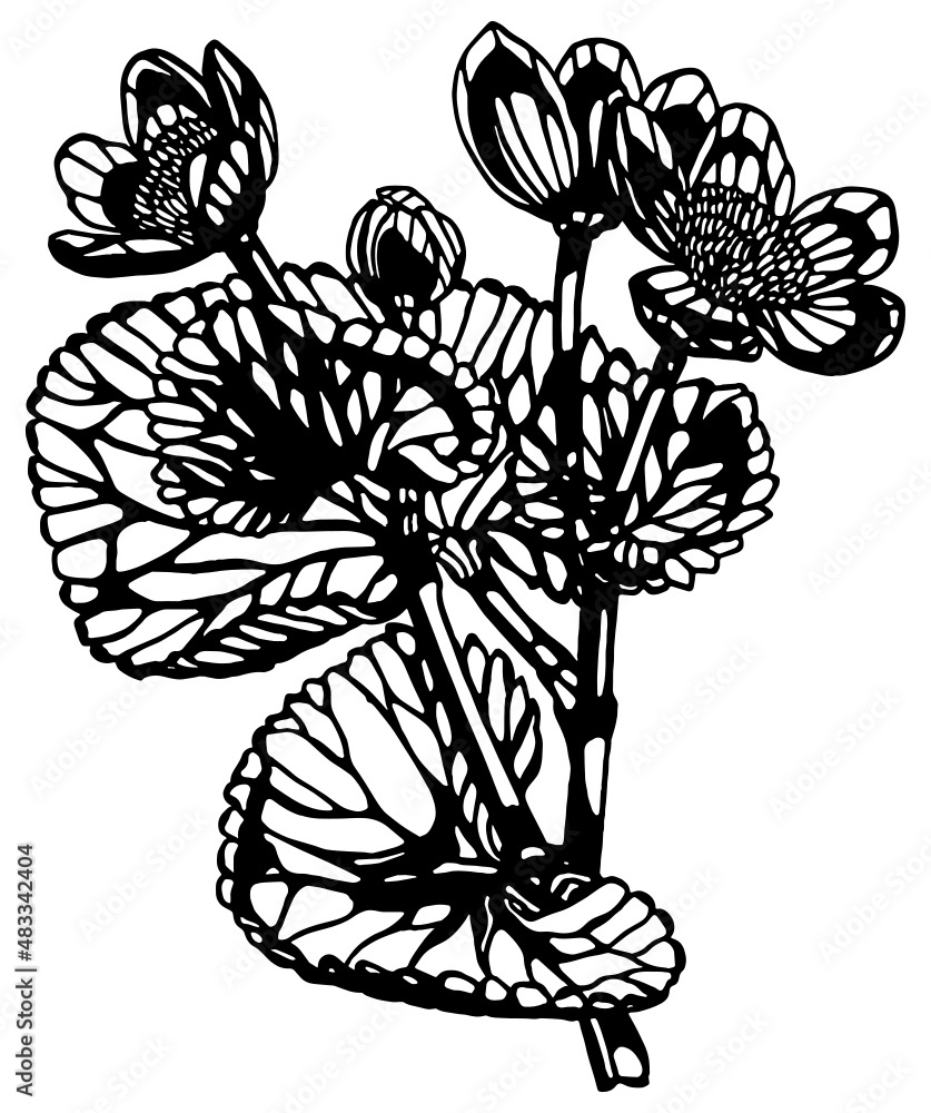Wall mural monochrome negative space anemone multiple flower stem with leaves and bud in vintage woodcut printi