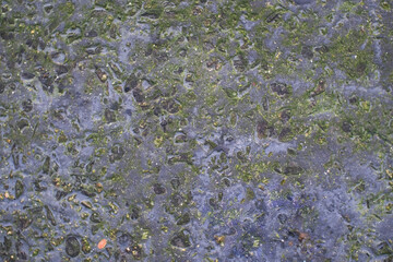 concrete slab covered with green seaweed