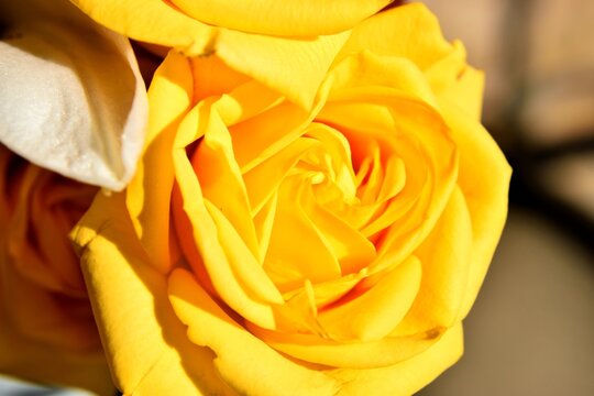 Macro image showing a vibrant yellow rose background.