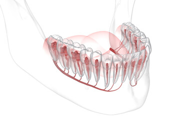 Dental root anatomy, Xray view. Medically accurate dental 3D illustration