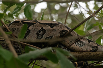 snake in the grass