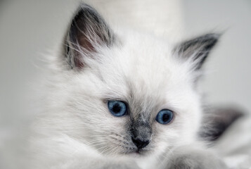 Fototapeta premium ragdoll cat 