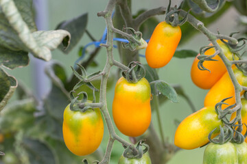Yellow tomatoes of varying ripeness grow in a polycarbonate greenhouse. Growing organic tomatoes