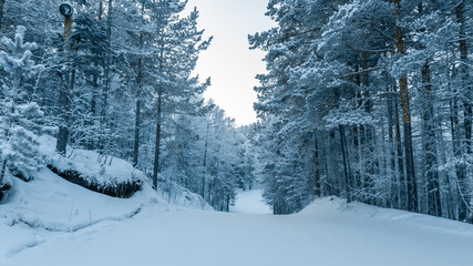 A beautiful view of the ski slope surrounded by a snowy pine forest. Winter wonderland.