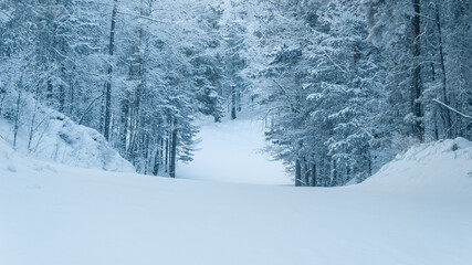 A beautiful view of the ski slope surrounded by a snowy pine forest. Winter wonderland.