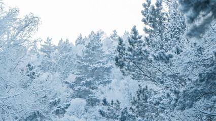 Naklejka na ściany i meble View of the sky through the snowy winter forest. Winter fairy tale.