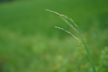 digitaria ciliaris