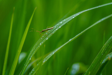 alydidae with grass