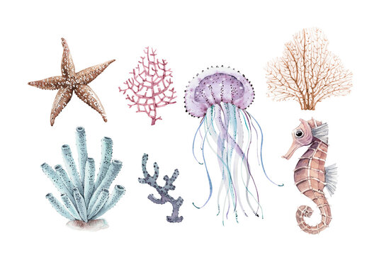 Marine set corals and animal organisms, hand painted watercolor.