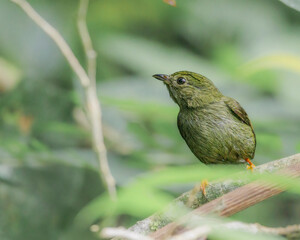 A small bird trying to impersonate a leaf