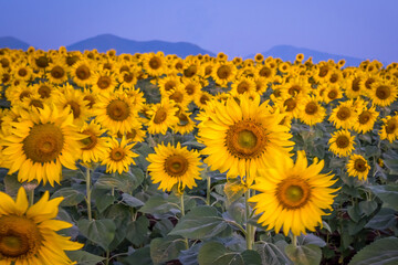 Fototapeta premium Sunflower field with clear sky in the morning