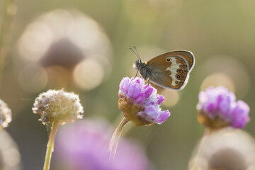 butterfly in bokeh