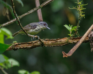 A small bird watching over the surroundings