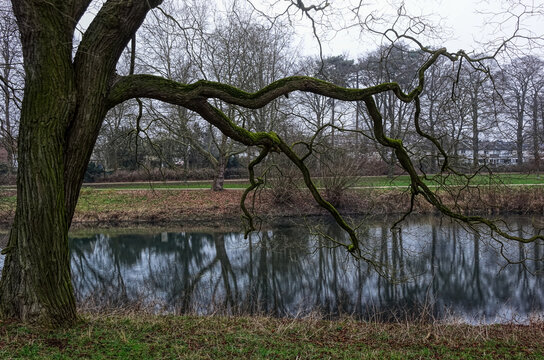 Park mit schönem altem Baum in Krefeld Linn © hespasoft