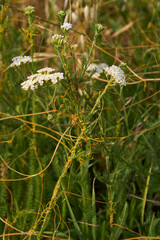Cuscuta campestris on Achillea millefolium plant

