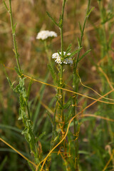 Cuscuta campestris on Achillea millefolium plant
