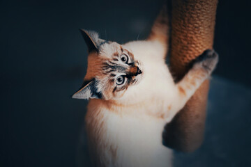 A cute tabby domestic kitten playfully sharpens its claws on a scratching post at home. Favorite pet.