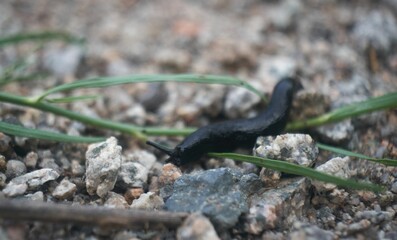 A black slug on the rocks