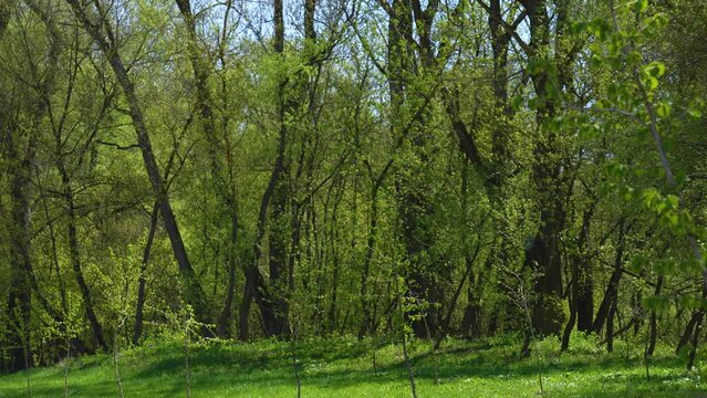 Many old green spring trees blooming with bright fresh first foliage growing outdoors in sunny morning spring park or forest. 4k stock video slow motion landscape