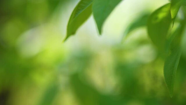 4k blurry bokeh closeup view of green leaf growing in spring sunny garden in spring or summer. Blur of nature green leaves plants. Organic video background. Environment ecology or greenery concept
