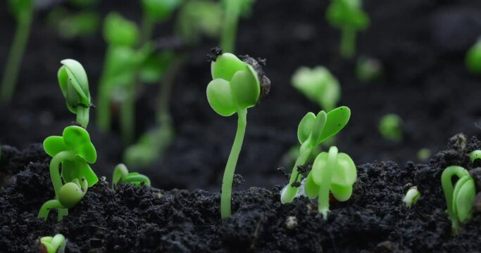 Timelapse sprouting of sprouts from the ground in a dynamic shot. High quality 4k footage