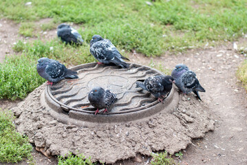 Pigeons on the street sit near the feed.