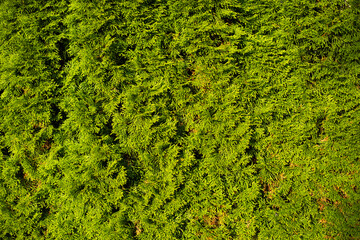 Coniferous texture. Green fence of spruce trees. Juicy green color of fir.