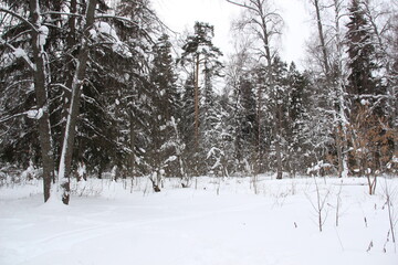 Landscape with snow covered trees in russian forest in cloudy winter day