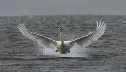 Deurstickers swan in flight, unique shot © Robert