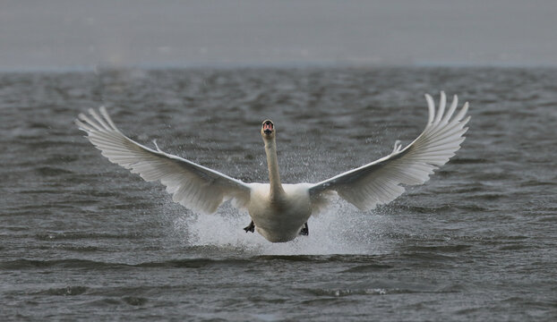 swan in flight, unique shot