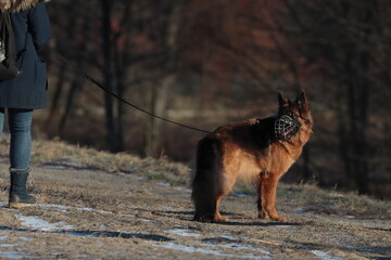 german shepherd dog on grass
