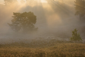 Obraz na płótnie Canvas fog on the heather