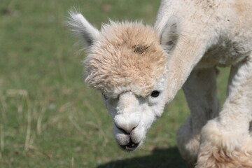 baby alpaca on a farm