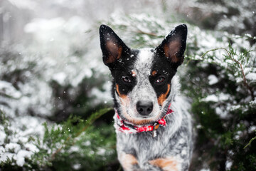 Dog Australian Cattle dog breed in winter. Close up portrait of Blue heeler dog with fir tree in background