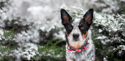 Dog Australian Cattle dog breed in winter. Close up portrait of Blue heeler dog with fir tree in...