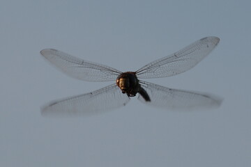 dragonfly close up