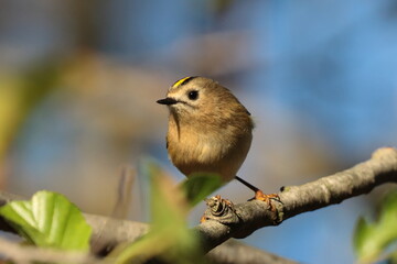 goldcrest on a branch