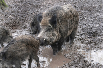 Open wild boar enclosure in the wild animal enclosure Krefeld Huelser Berg..etc. Wild boar in the...