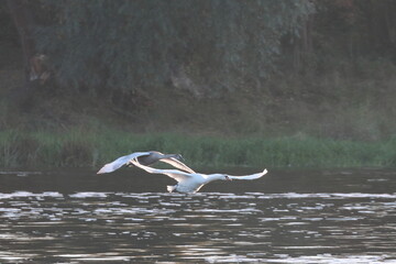 a swan flying by the river