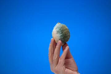 Spoiled lemon with green mold held by male hand. Close up studio shot, isolated on blue background