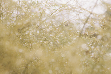 Autumn rain on the yellowed leaves of the plant, autumn rainy weather, nature of yellow, orange beige shades in drops of water, dew