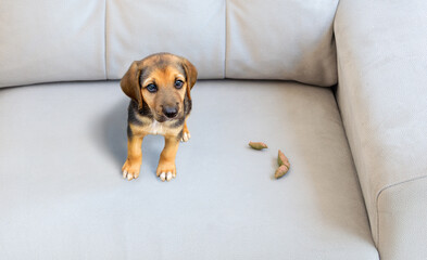 Cute puppy sitting near poop spot on the sofa inside the room