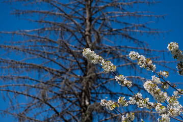 Białe kwiaty na gałęzi na tle suchego drzewa iglastego.