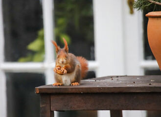 Red squirrel makes a funny face while eating a walnut