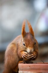Red squirrel with a dirty nose and a walnut sitting on a plant pot