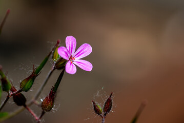 Fototapeta Kwitnący bodziszek cuchnący, piękny pięciopłatkowy kwiat. Geranium robertianum. obraz