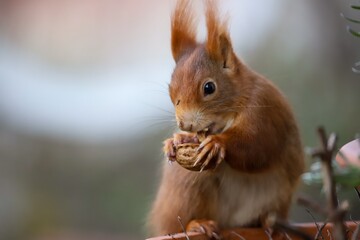 Red squirrel with a dirty wet nose eating nut
