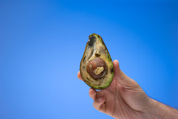 Spoiled rotten overripe avocado fruit cut in half held in hand my male. Close up studio shot,...